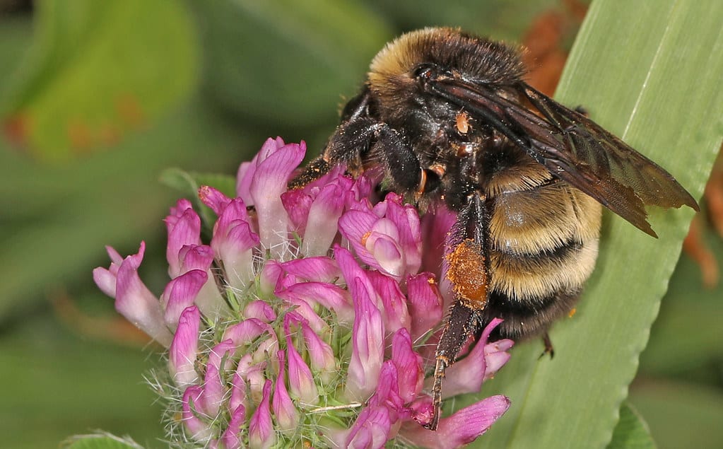 American Bumblebee - Types of Insects in Ohio