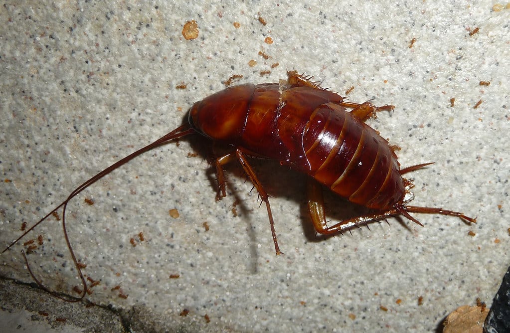 American Cockroach 