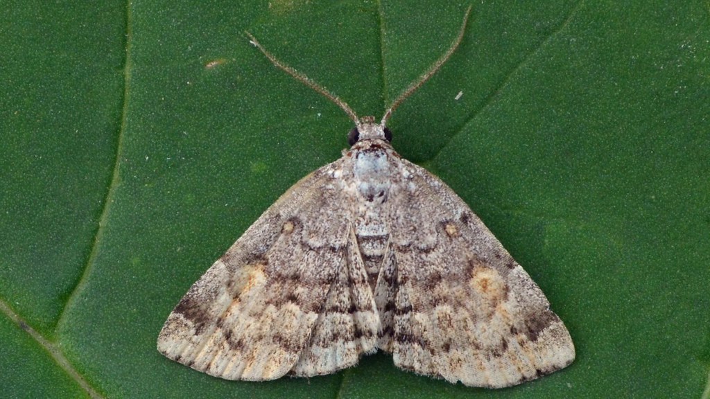 American Idia Moth