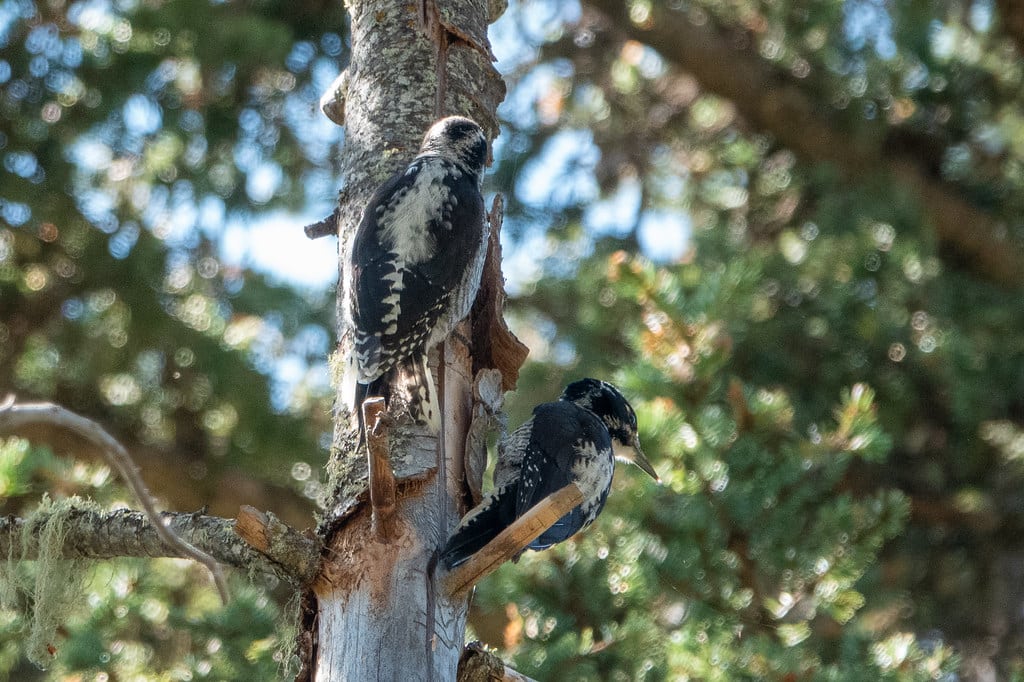American Three-toed Woodpecker - Woodpeckers in Michigan