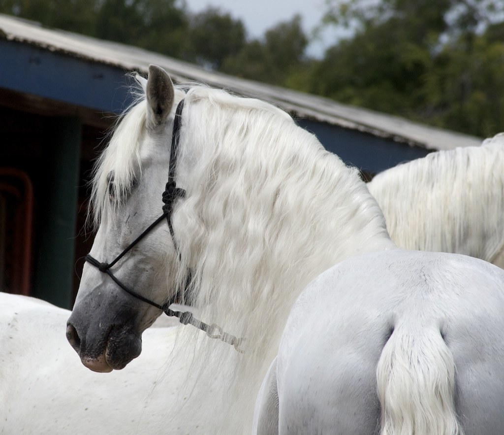 Andalusian Horse