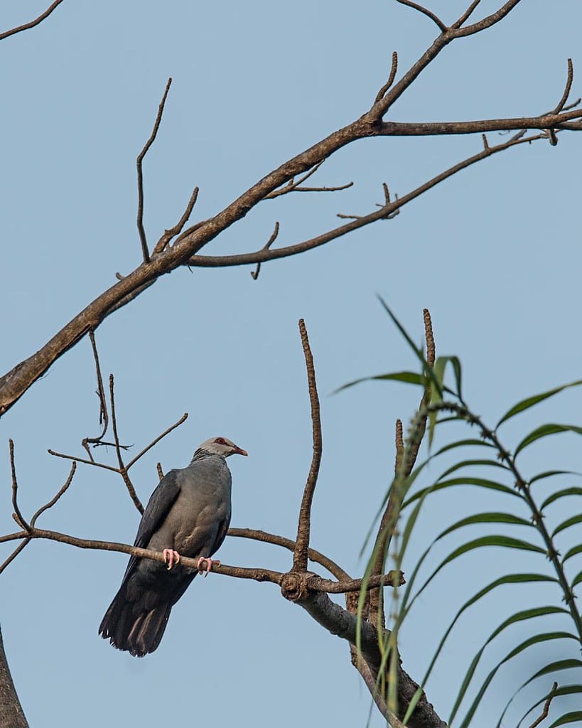 Andaman Wood Pigeon