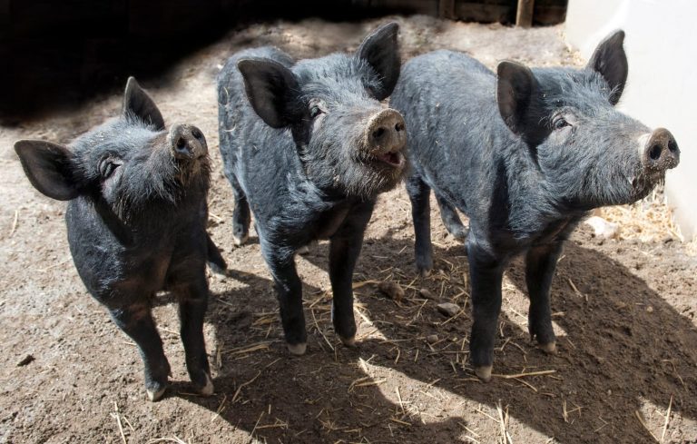 11 Popular Animals With Cloven Hooves