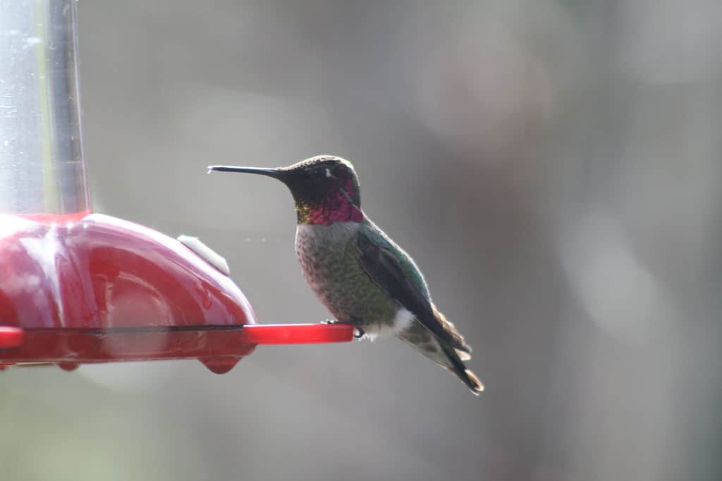 Anna's Hummingbird - Hummingbirds in Michigan 