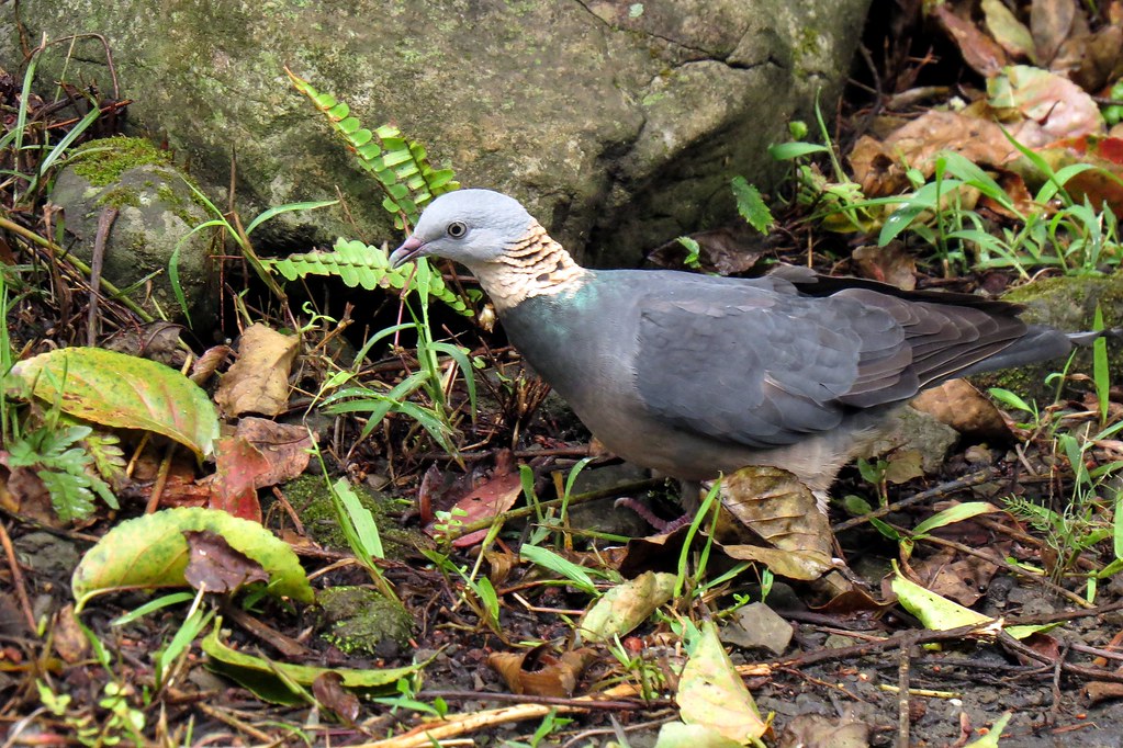 Ashy Wood Pigeons