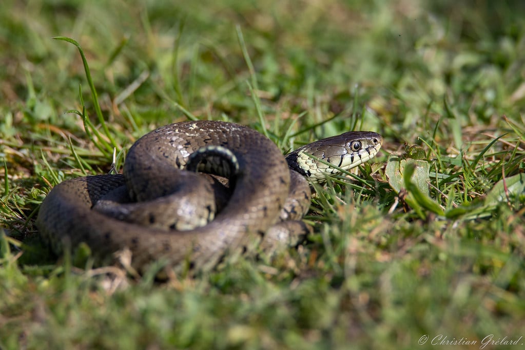 Barred Grass Snake