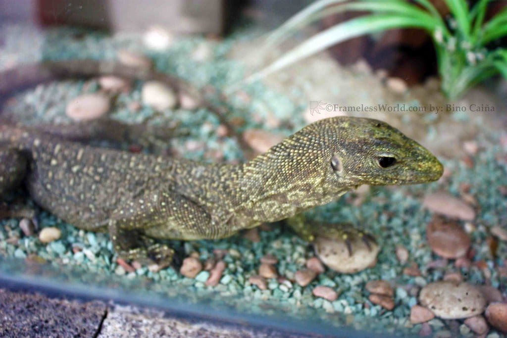 Bengal Monitor Lizard - Different Types of Lizards in Malaysia