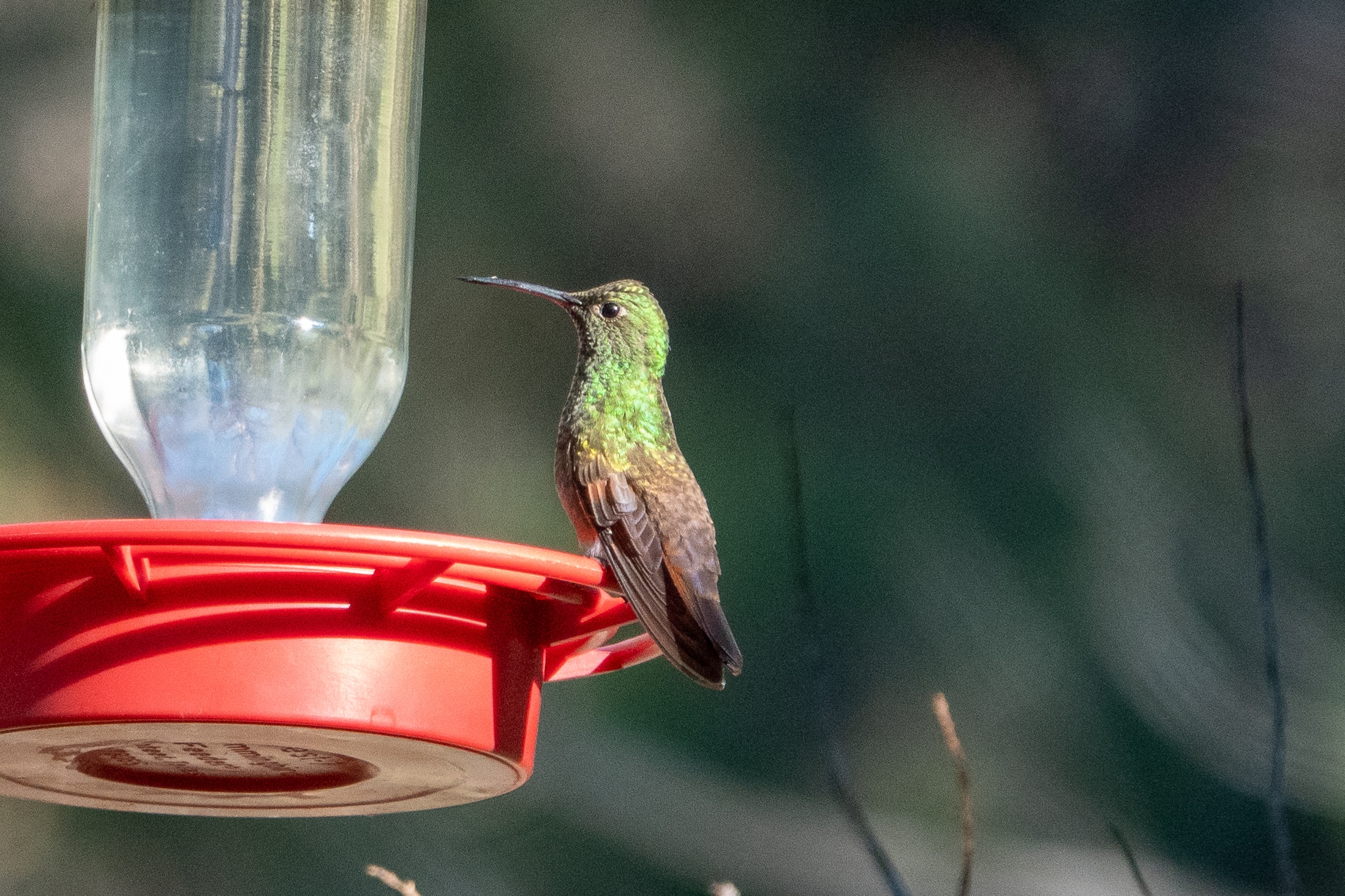 Berylline Hummingbird