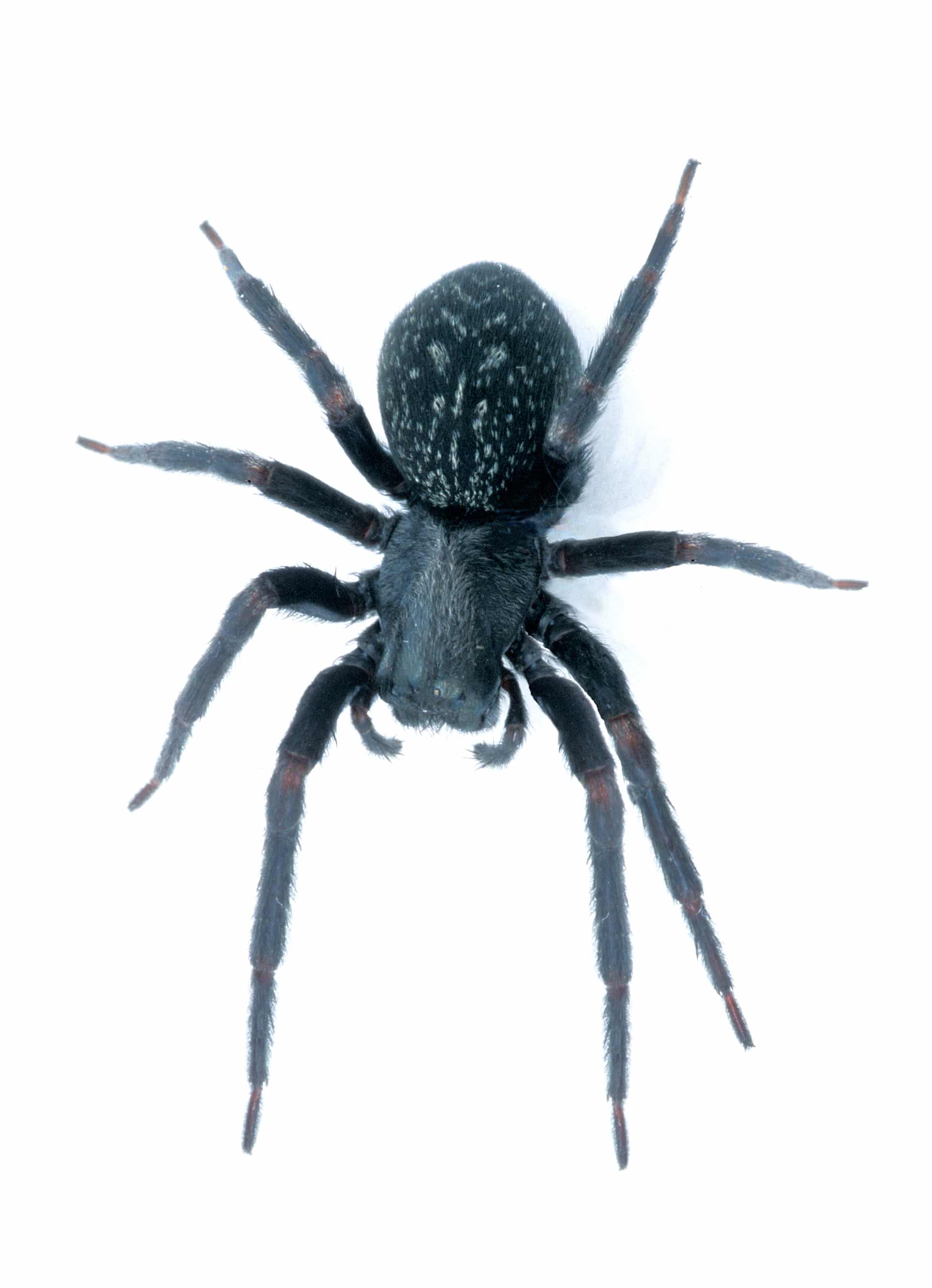 Black House Spider