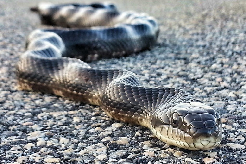 Black Rat Snake - Types of Snakes in Missouri