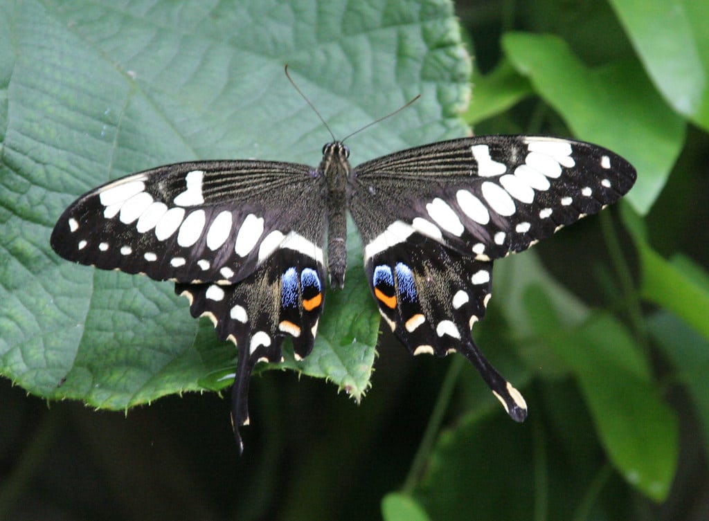 Black Swallowtail