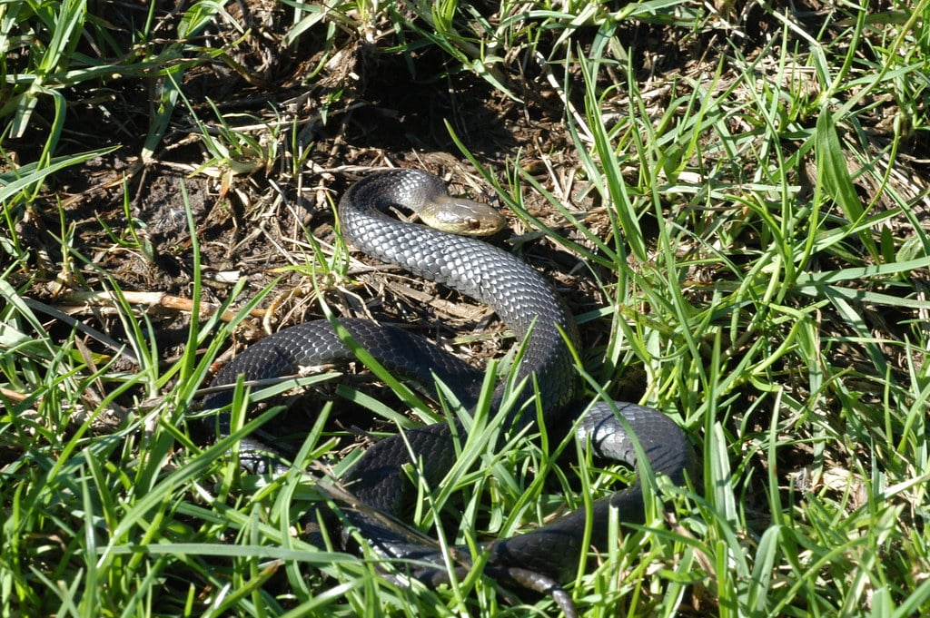 Black Swamp Snake