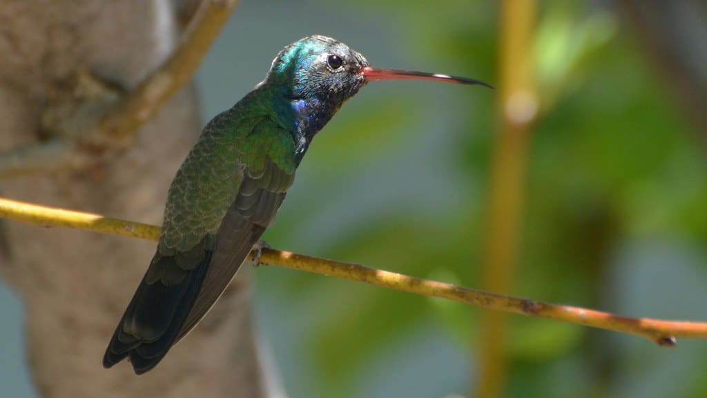 Broad-billed Hummingbird 