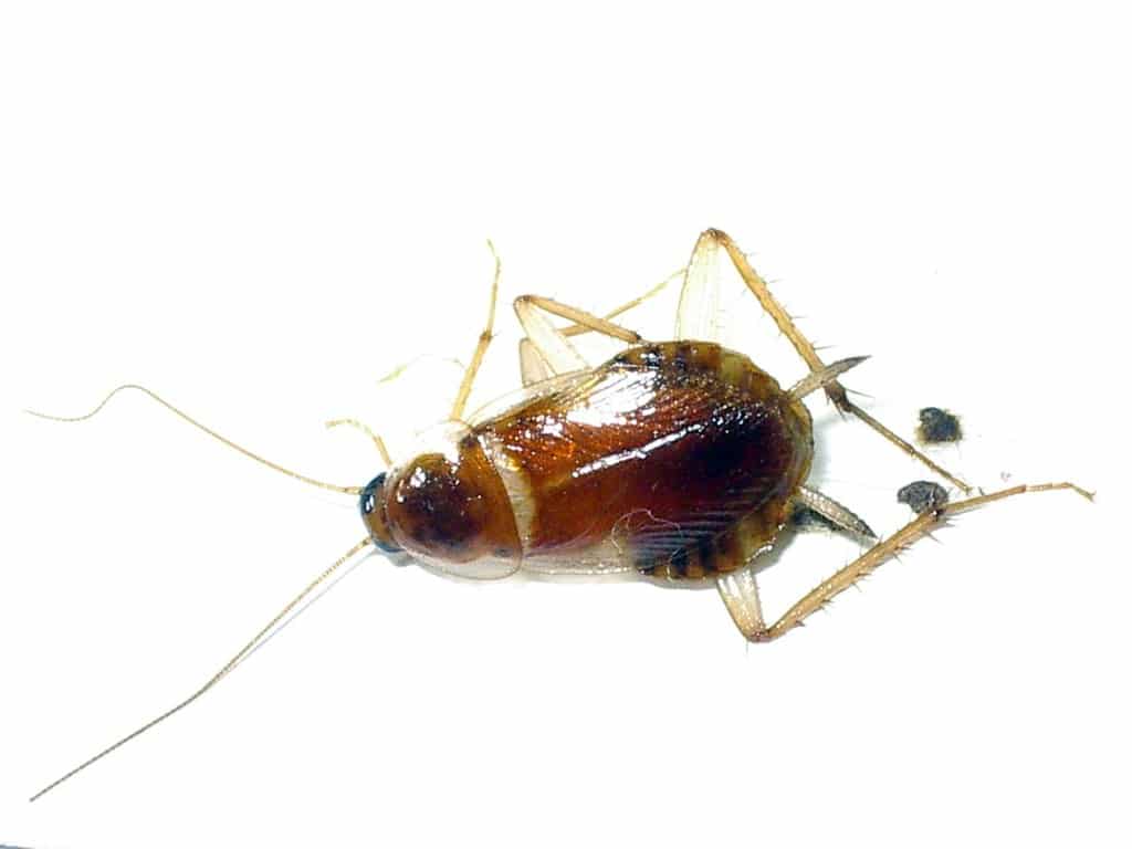 Brown-banded Cockroach