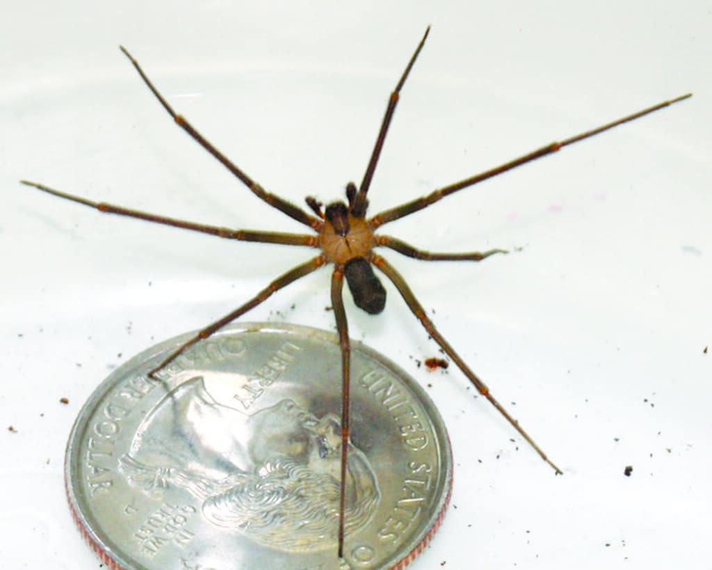 Brown Recluse Spider