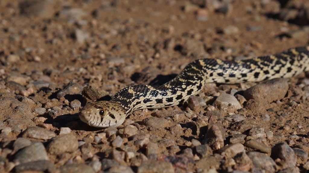 Bull Snake