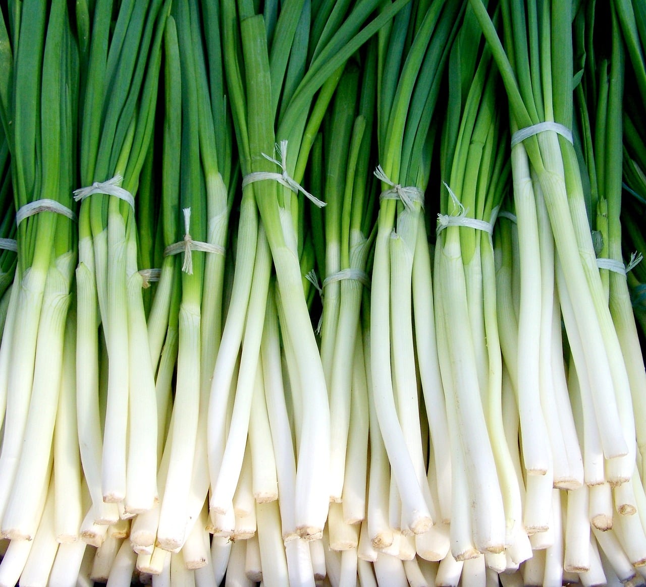 Can Chickens Eat Green Onions