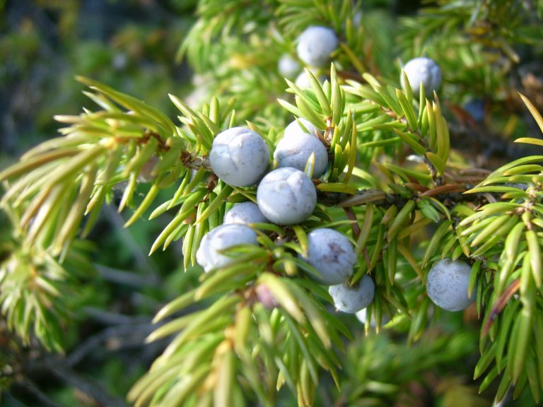 Can Chickens Eat Juniper Berries?