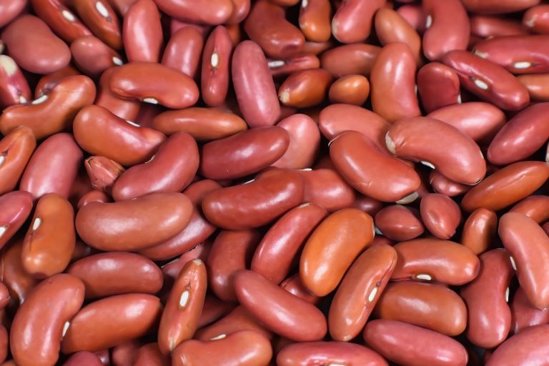 Can Chickens Eat Kidney Beans?