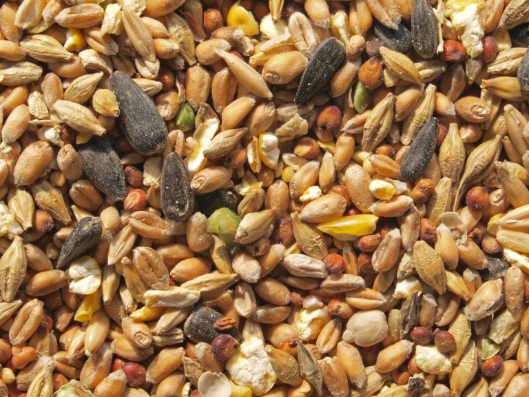 Can Chickens Safely Enjoy Wild Bird Seed?