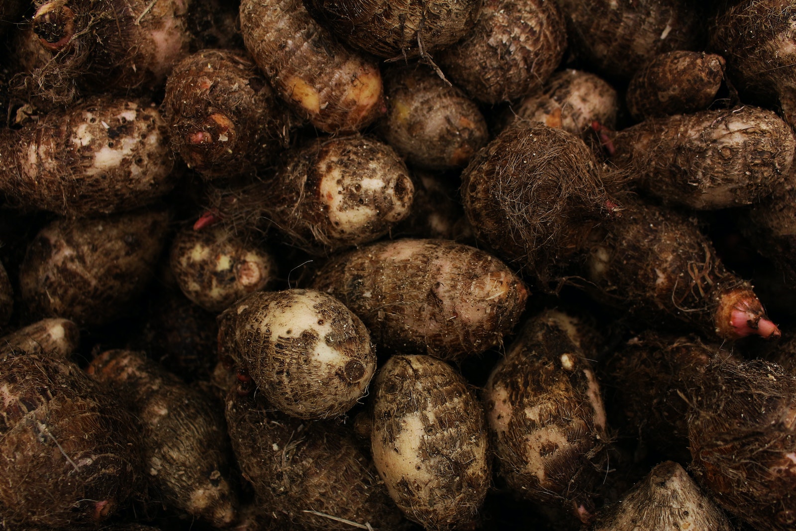 Can Chickens Eat Yams