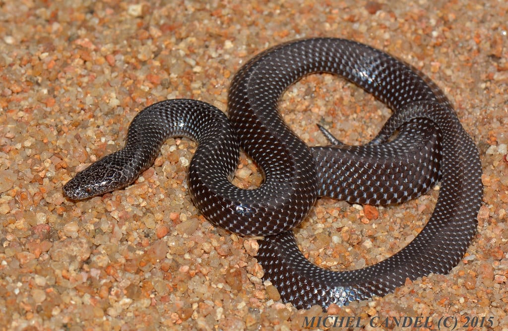 Cape Wolf Snake