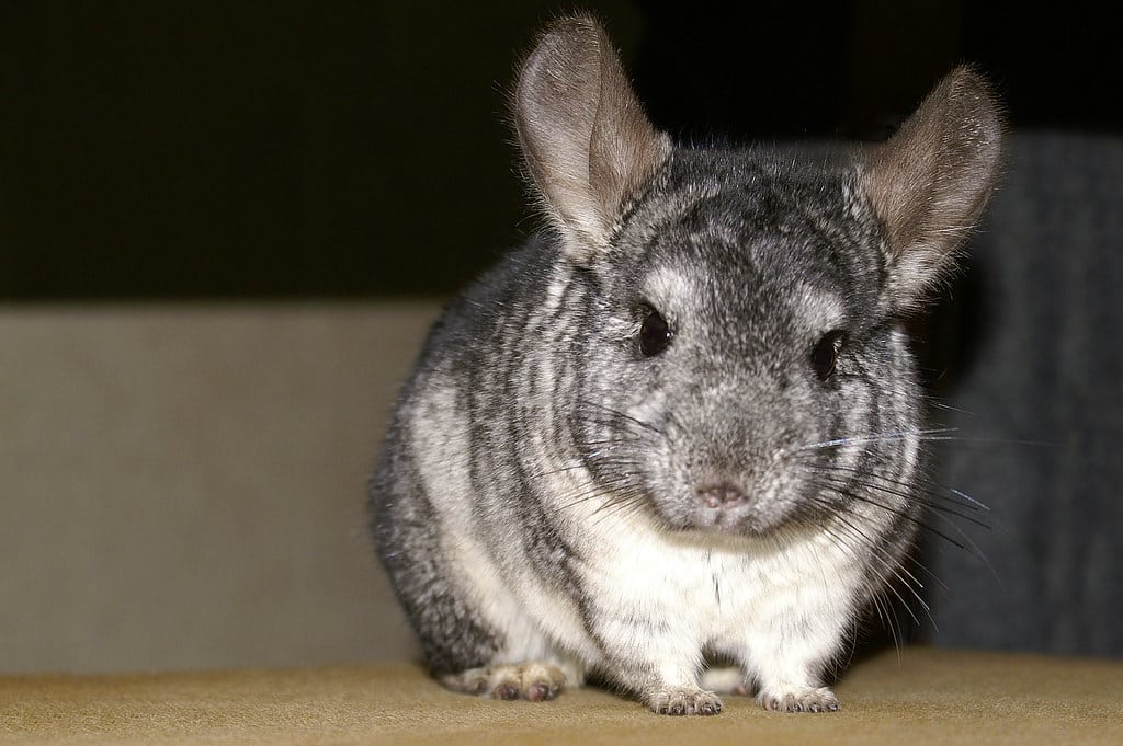 Chinchillas