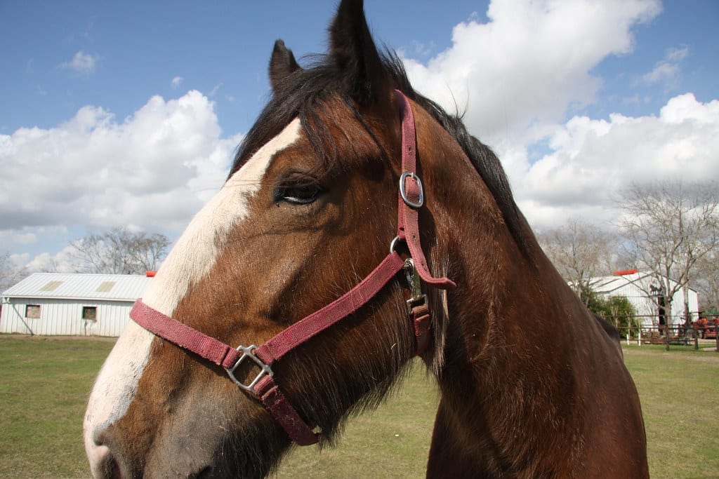 Clydesdale