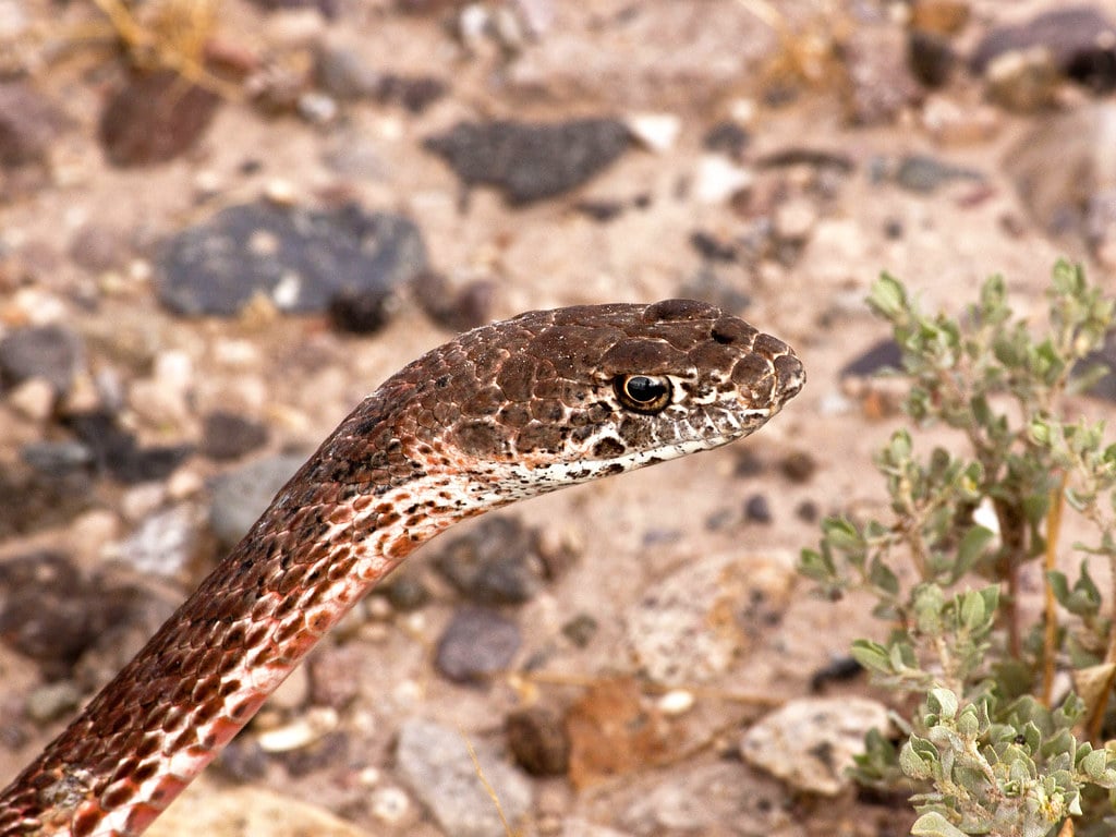 Coachwhip - Types of Snakes in Missouri