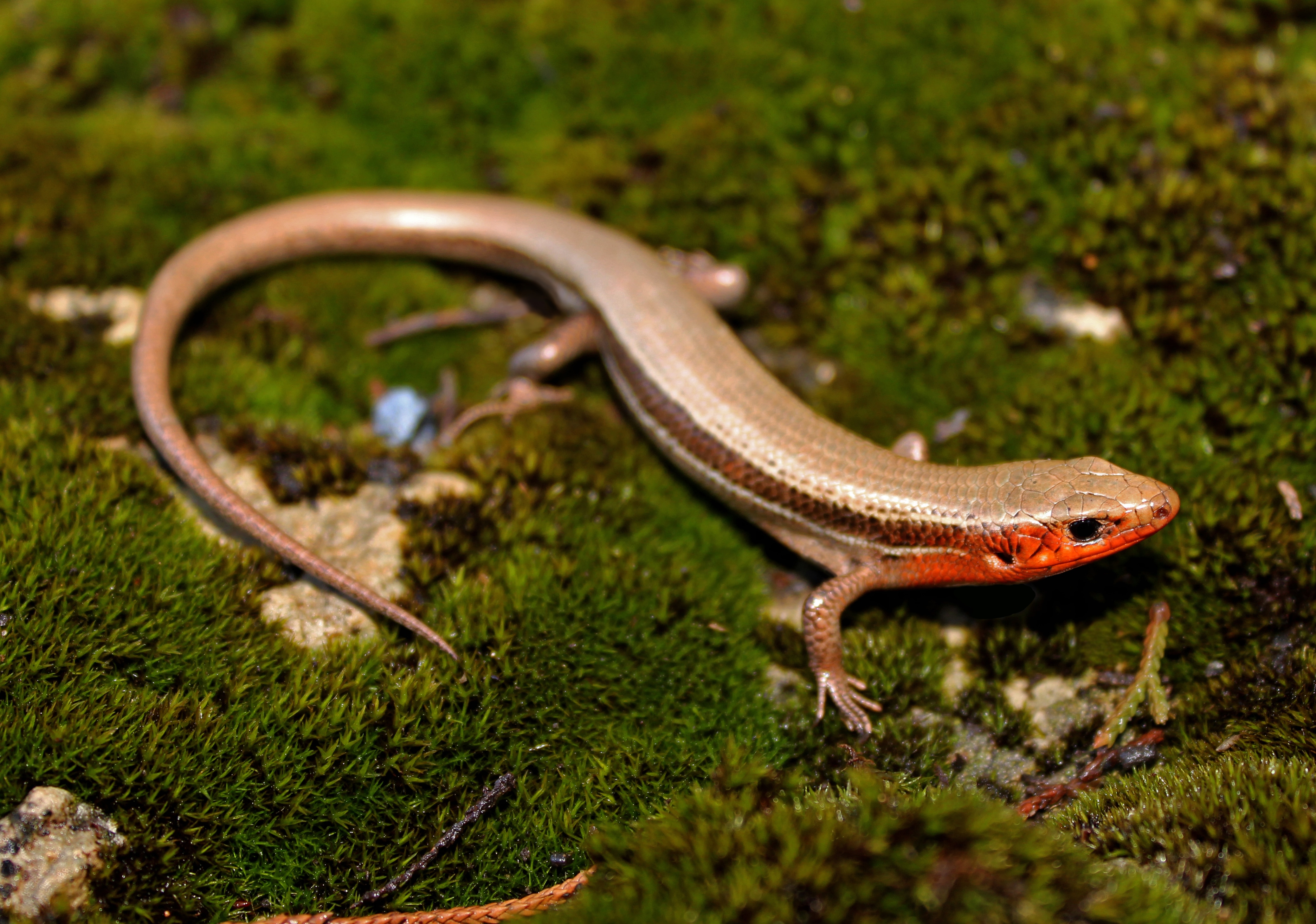 Coal Skink