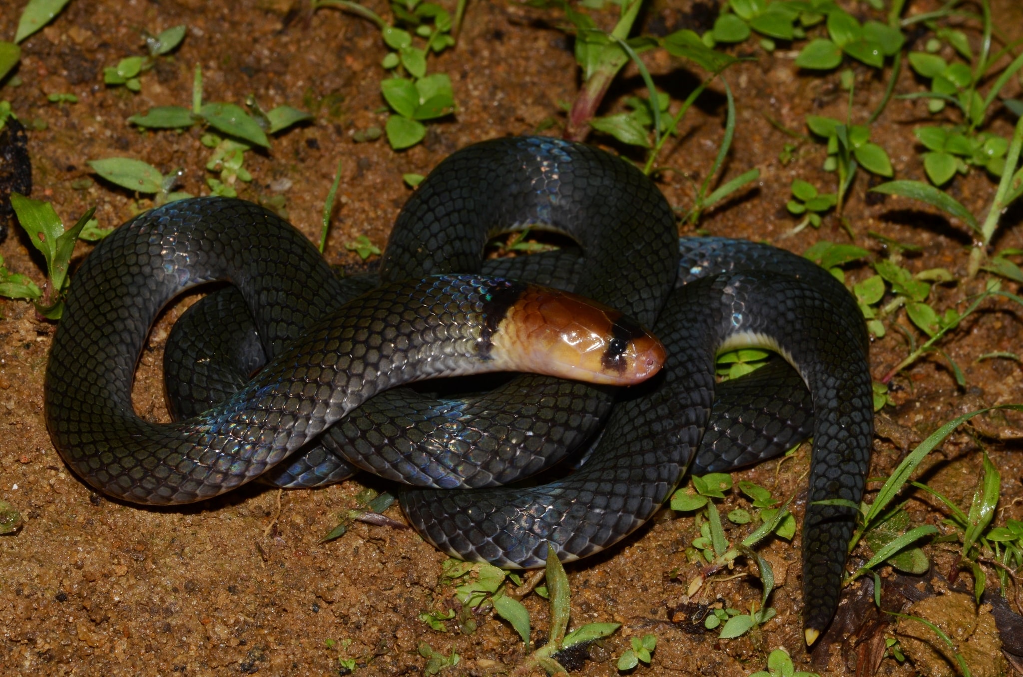 Collared Snake Eater