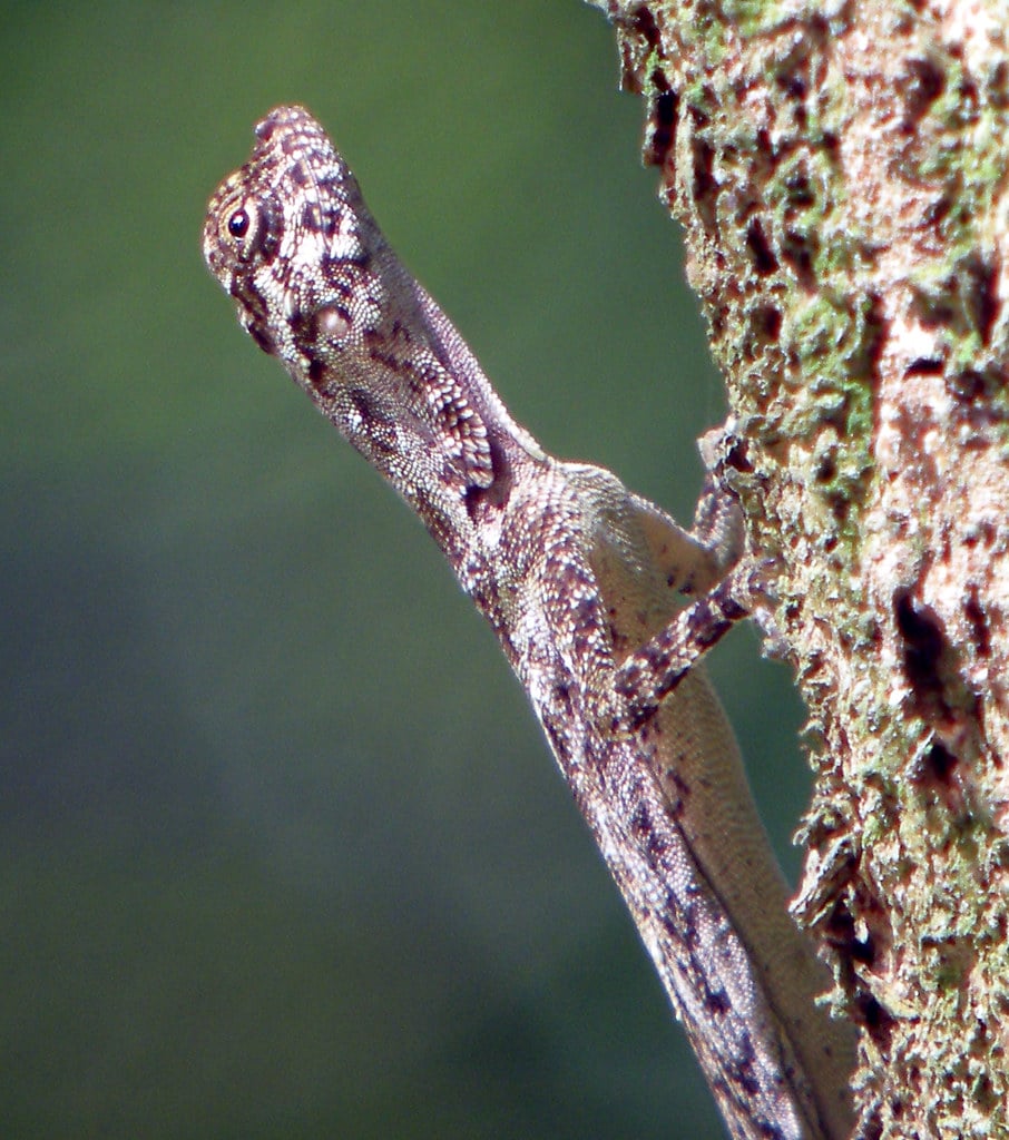 Common Gliding Lizard