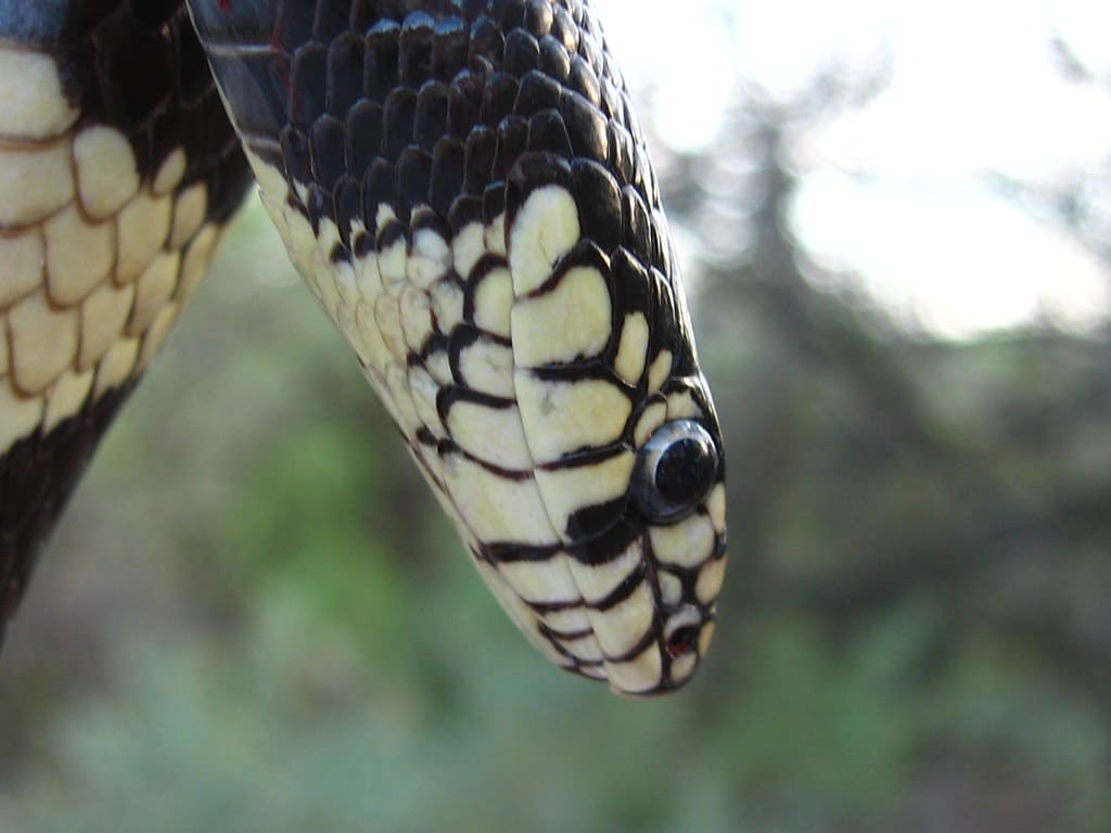 Common Kingsnake