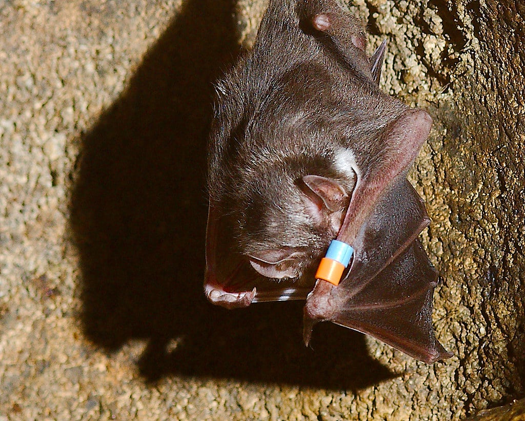 Common Vampire Bat