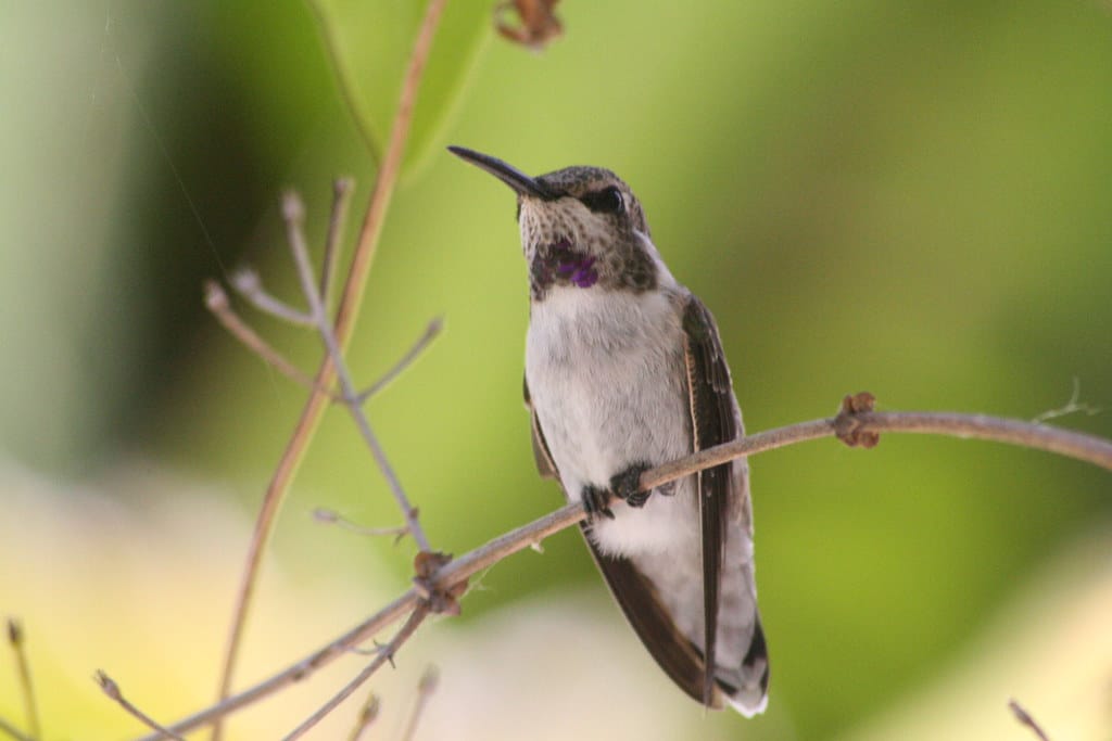 Costa's Hummingbird