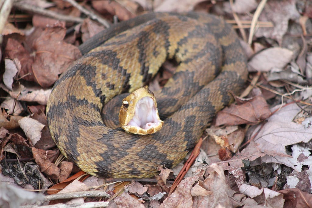 Cottonmouth Snake 