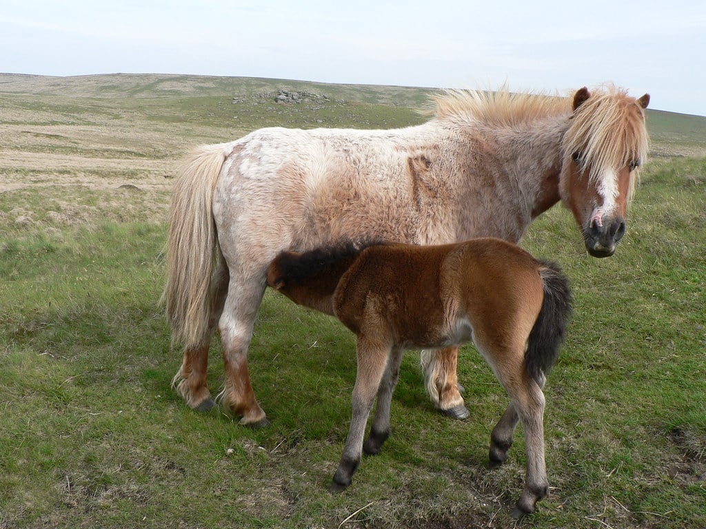 Dartmoor Pony 