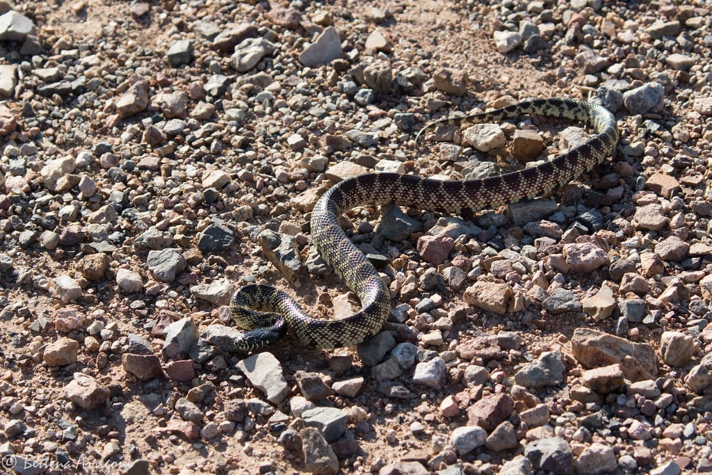 Desert Kingsnake