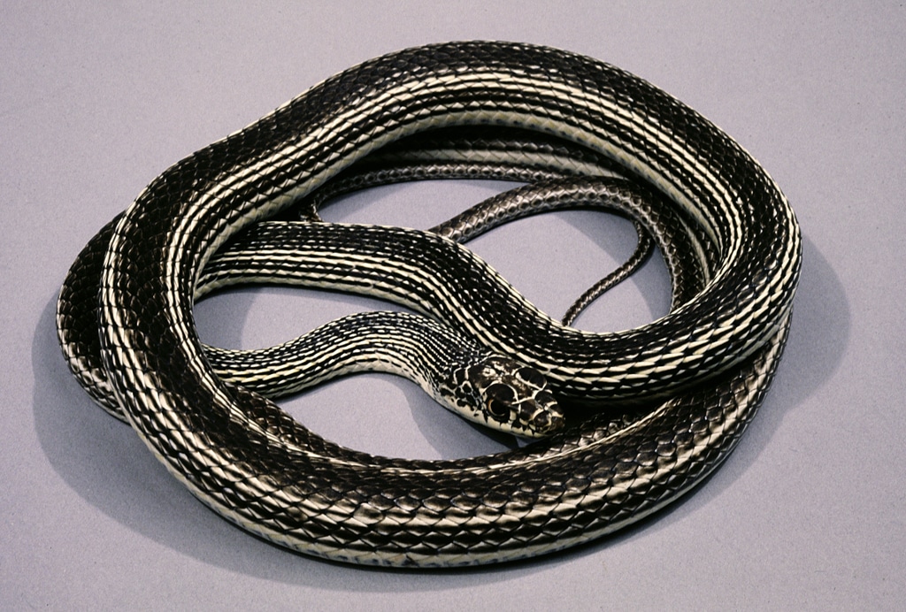 Desert-striped Whipsnake