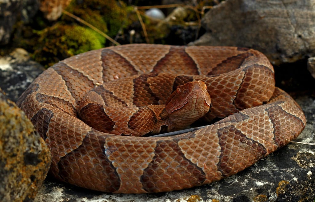 Eastern Copperhead Snake 