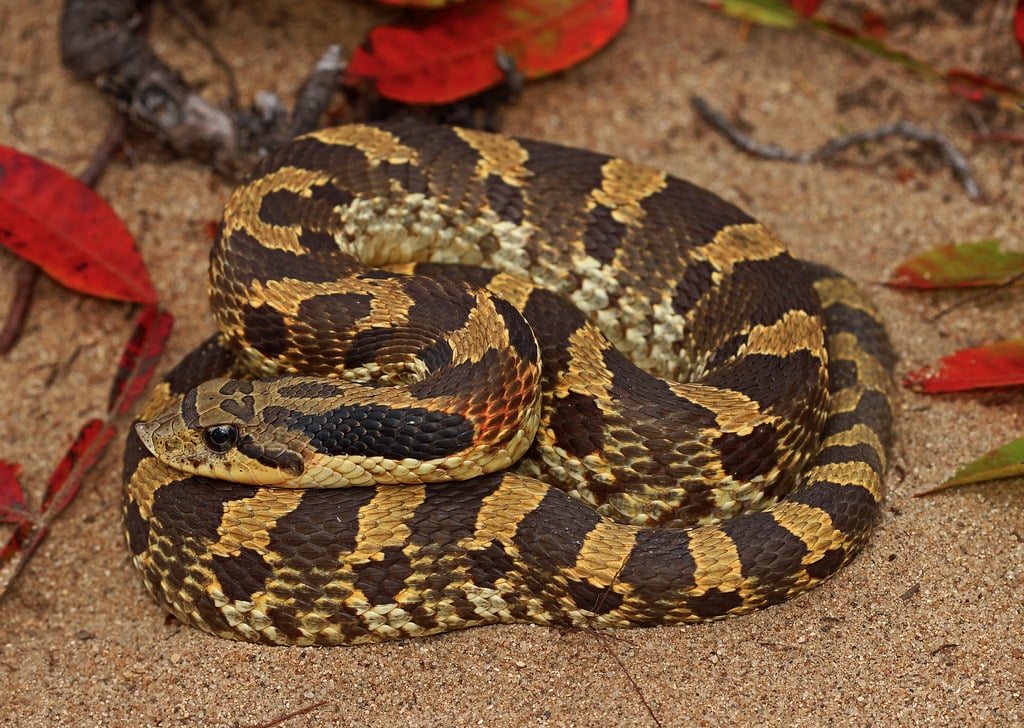 Eastern Hognose Snake - Types of Snakes in Nebraska