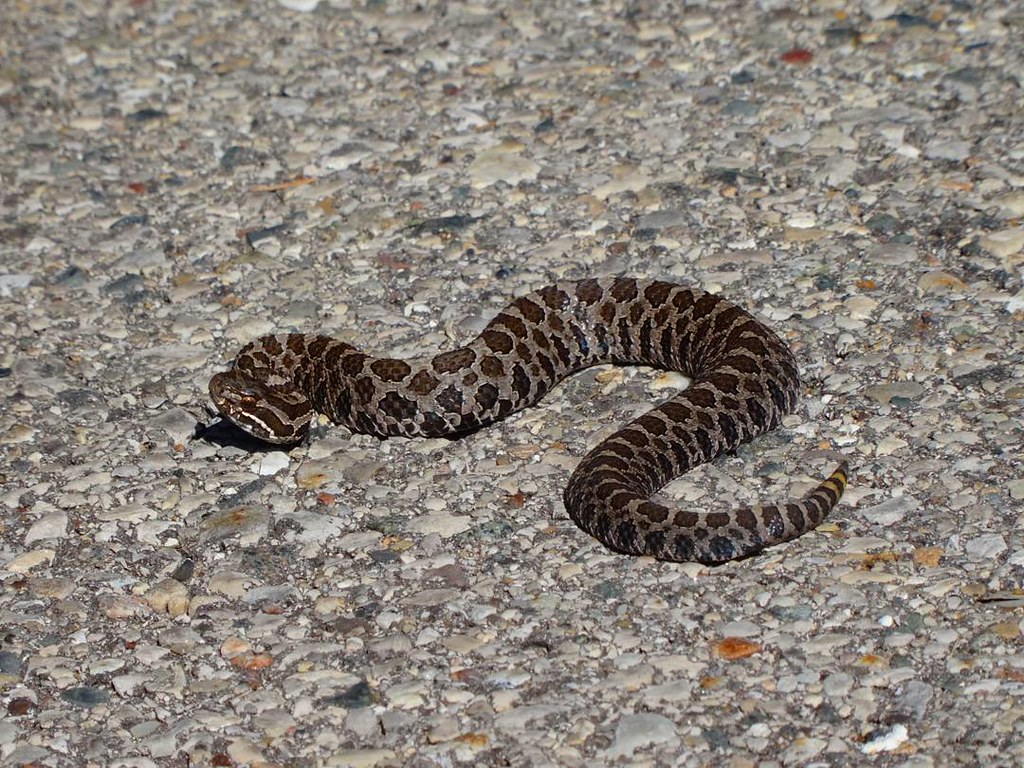 Eastern Massasauga Rattlesnake - Types of Snakes in Missouri