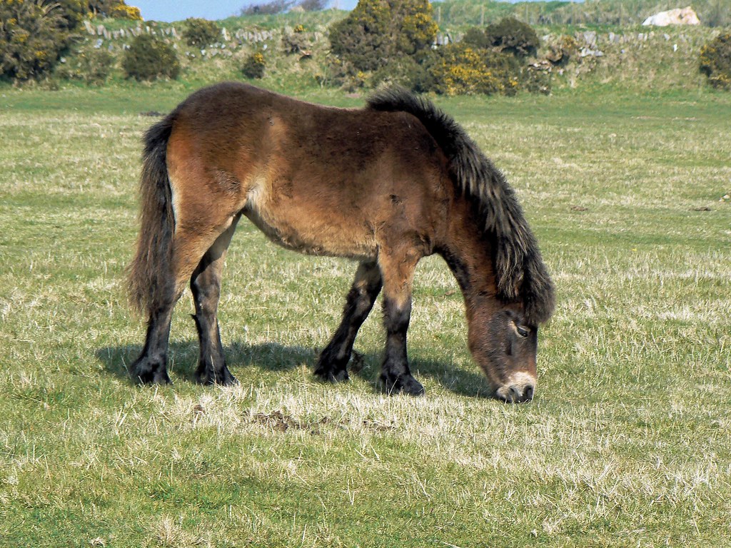 Exmoor Pony