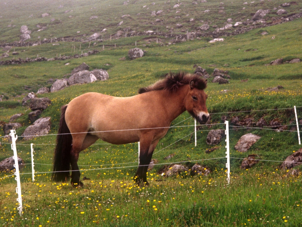 Faroe Pony