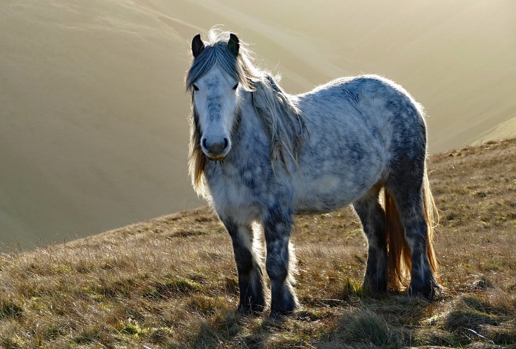 Fell Ponies