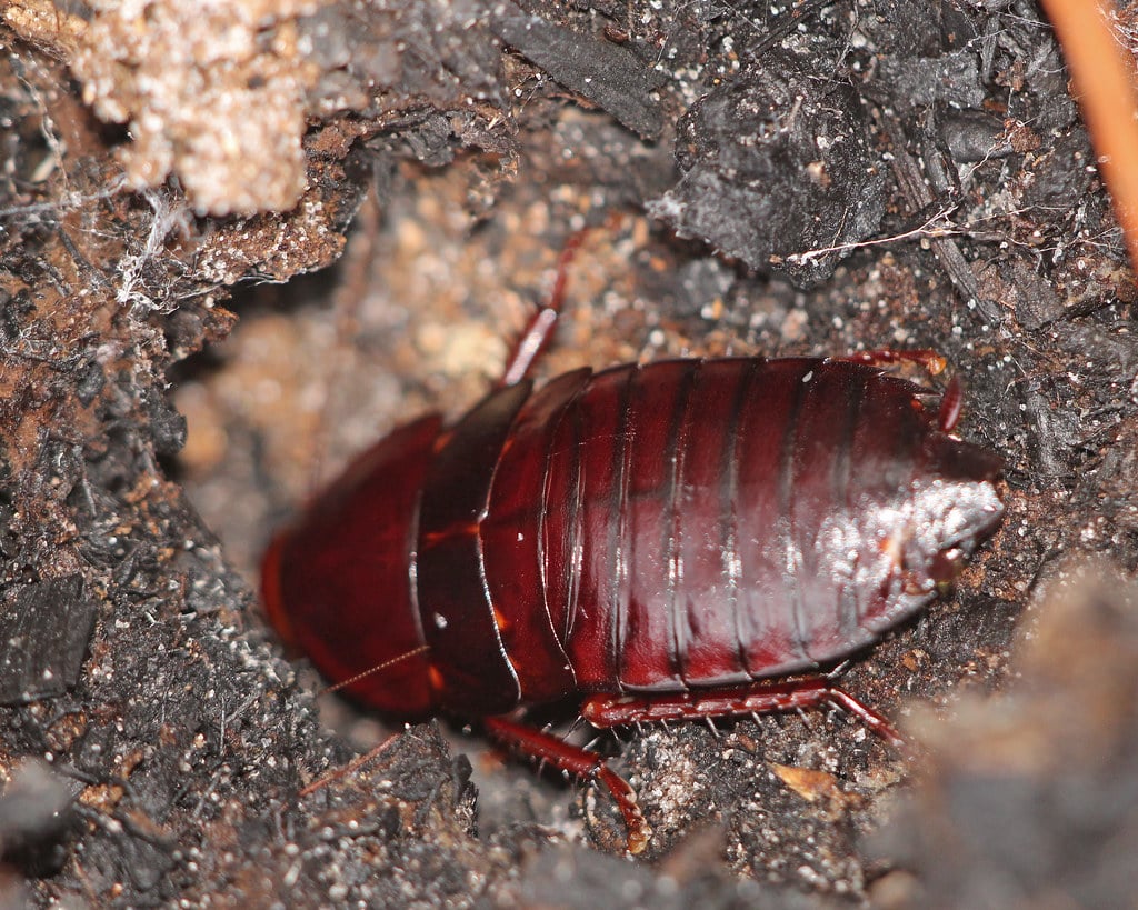 Florida Woods Cockroach 