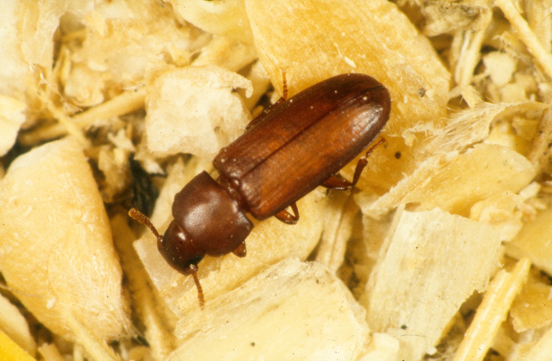 Flour Beetle