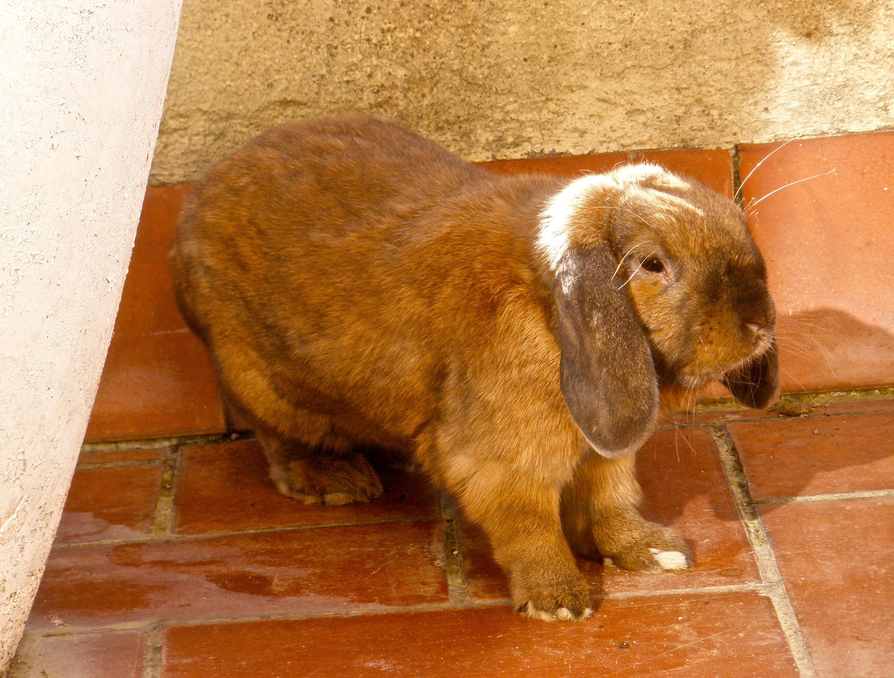 French Lop