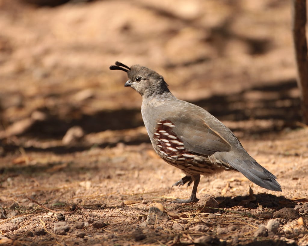 Gambel's Quail