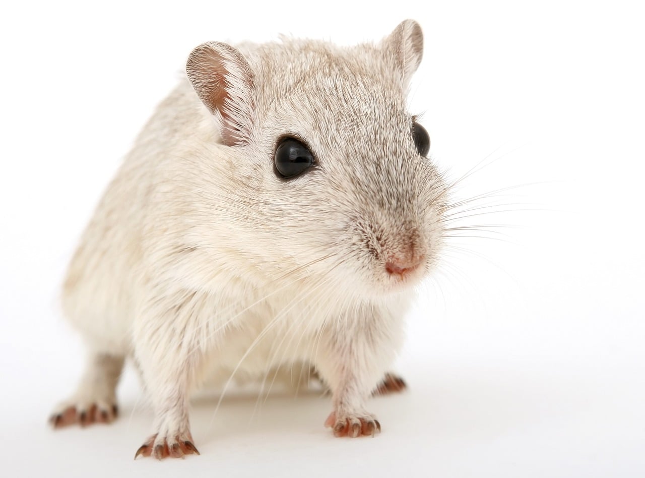 Gerbil